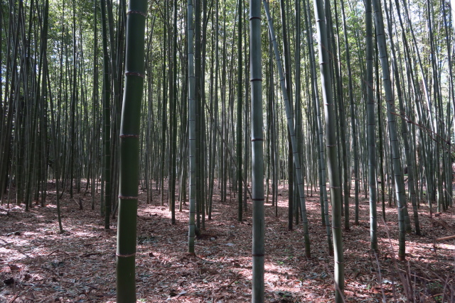 arashiyama-bamboo