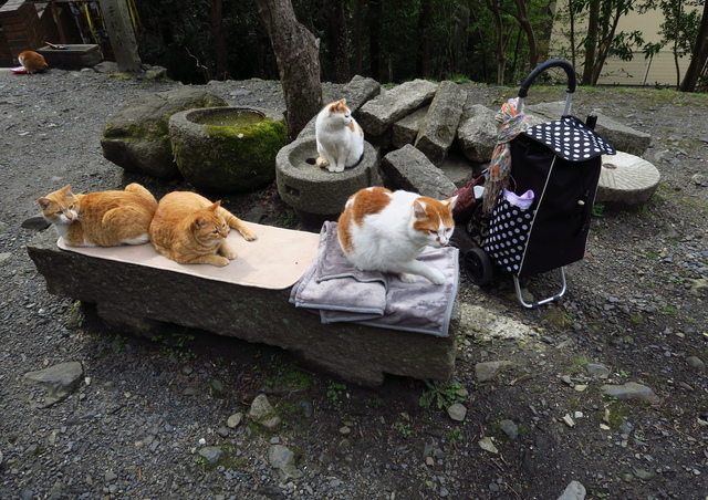 cats-philosophers-path