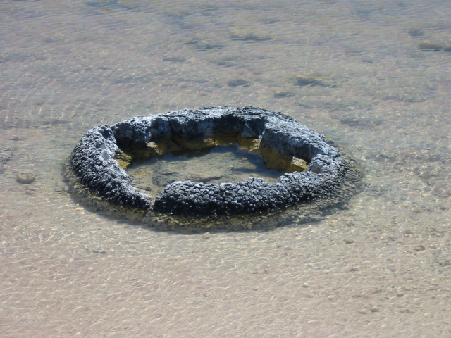 stromatolite